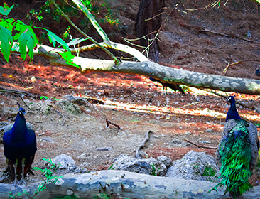 Peacocks at Seven Springs, Rhodes